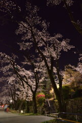 冨士森公園の夜桜