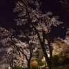 冨士森公園の夜桜