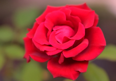 真紅の薔薇