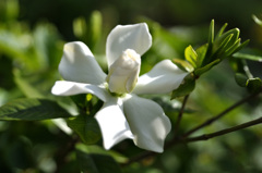 庭のクチナシの花