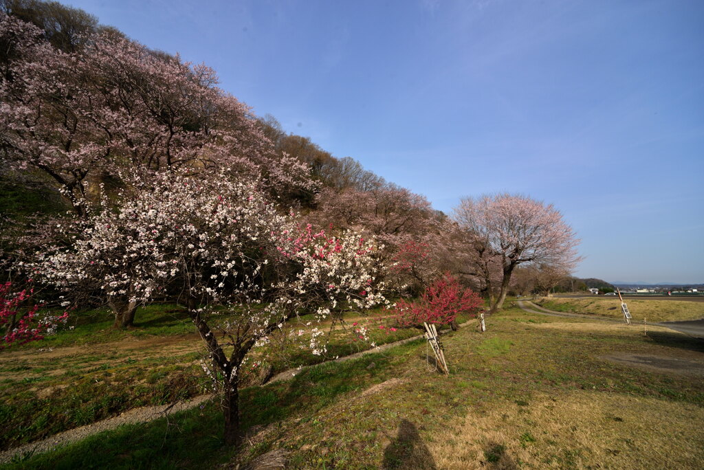 里山の春