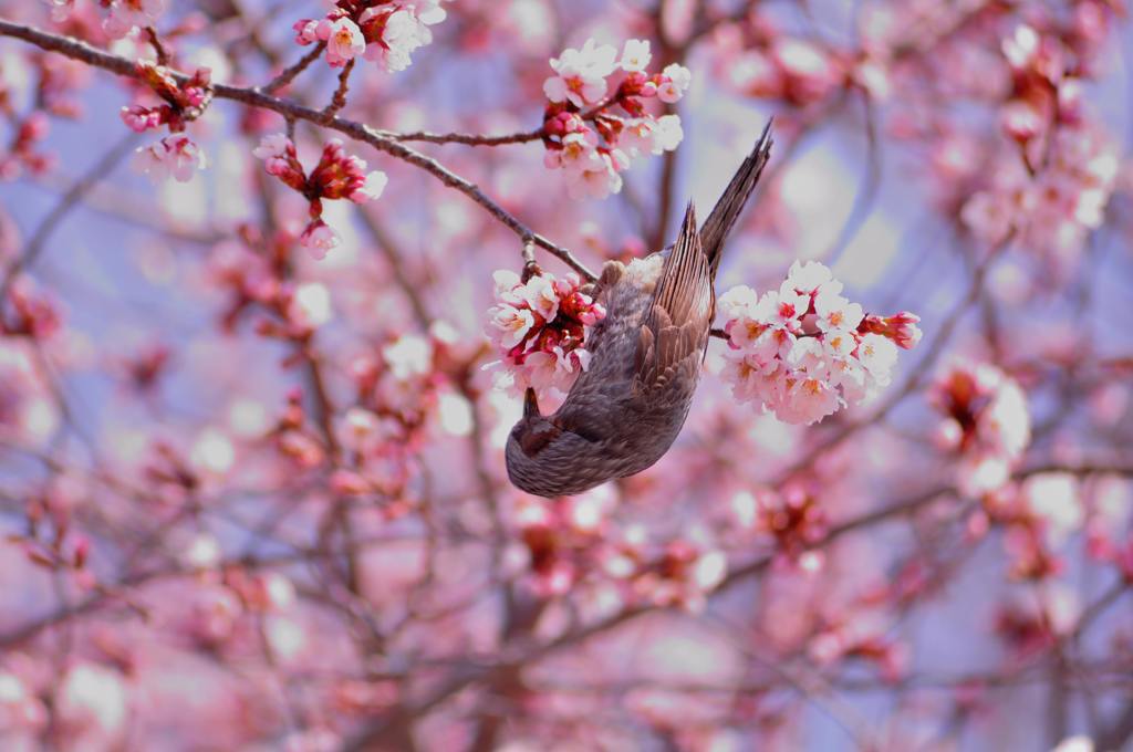 桜の蜜を吸いに来たヒヨドリ