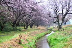 山里の春