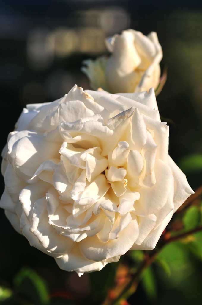 庭の薔薇