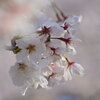 浅川の桜