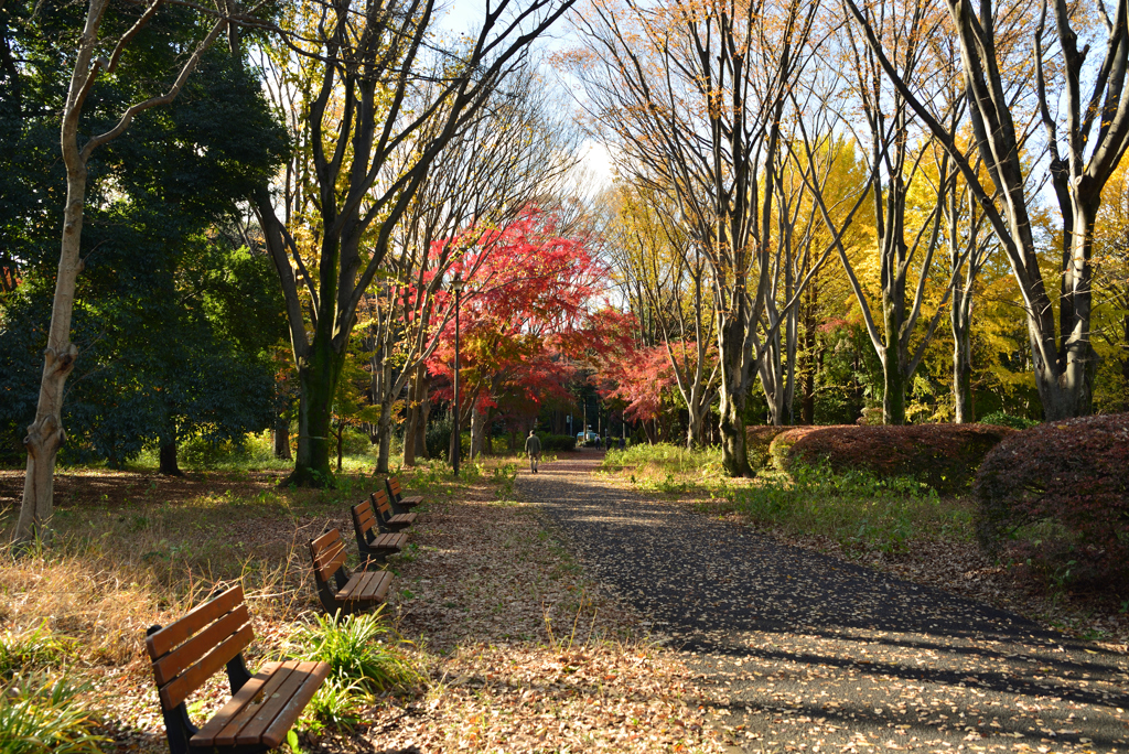 紅葉の神代植物公園