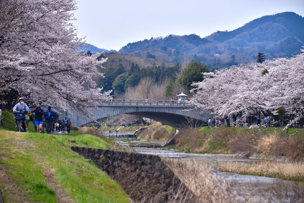 浅川の桜