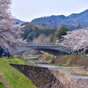 浅川の桜