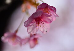 河津桜
