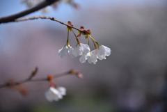 浅川の桜