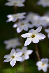 日陰に咲いていた花