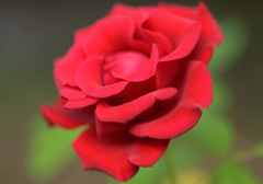 真紅の薔薇