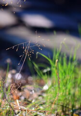草の芽生え