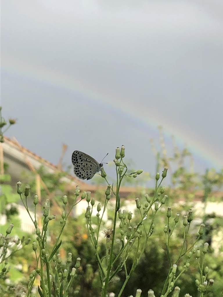西の空に大きな虹