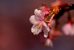 河津桜