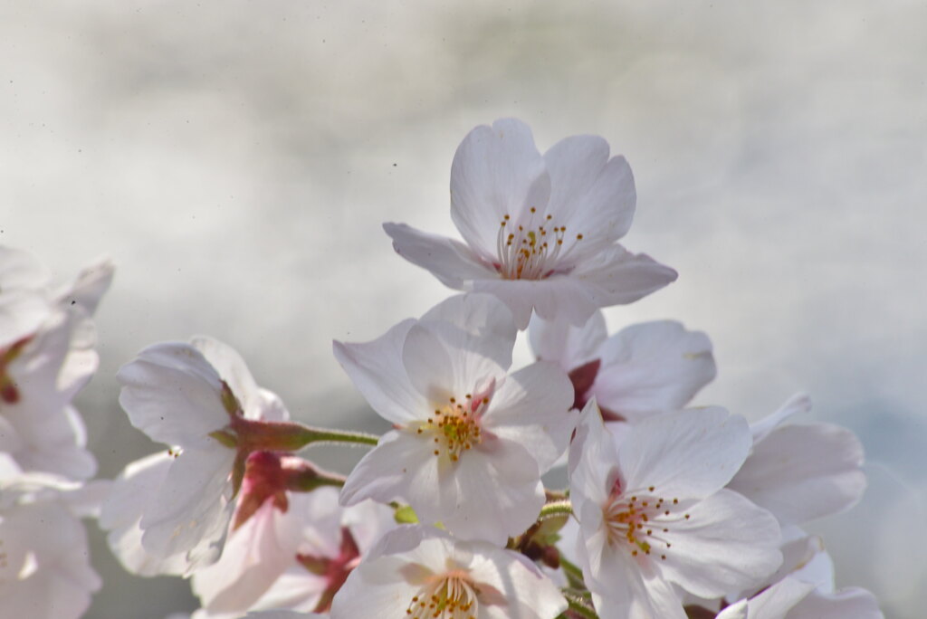 浅川の桜