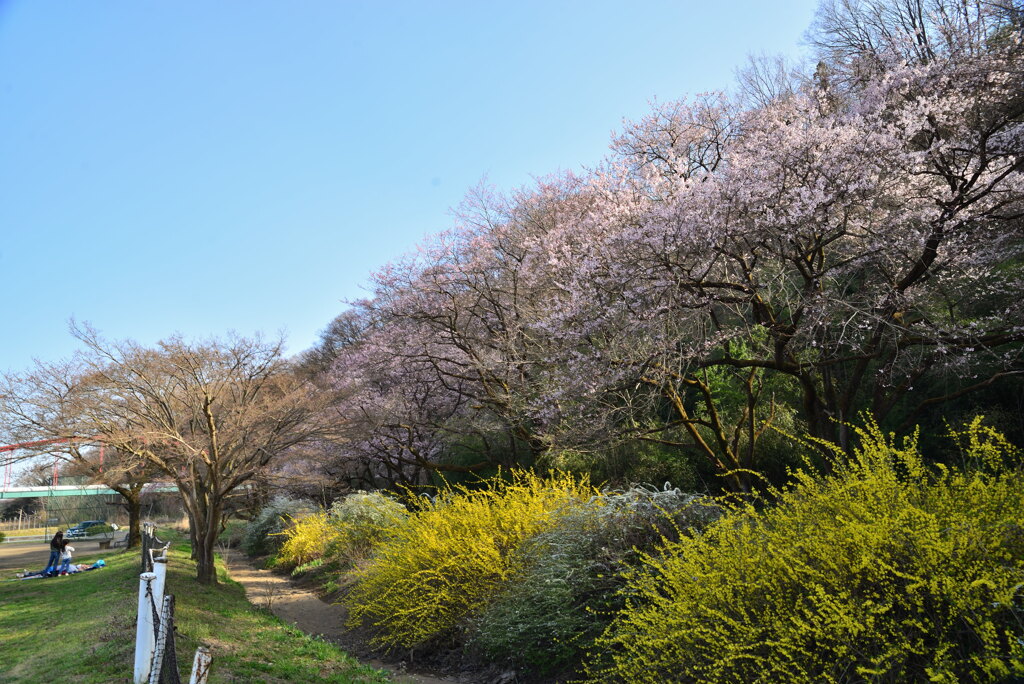 里山の春