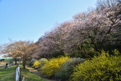 里山の春