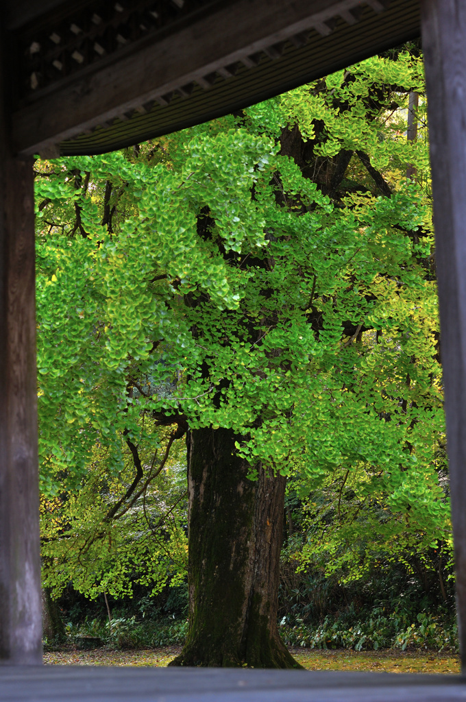 広徳寺の秋