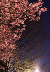 公園の桜