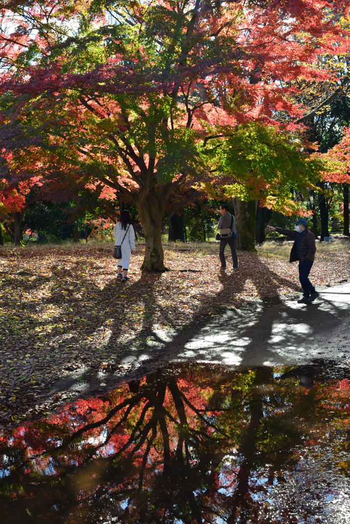 紅葉の神代植物公園