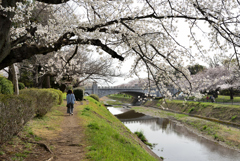 桜　南浅川橋