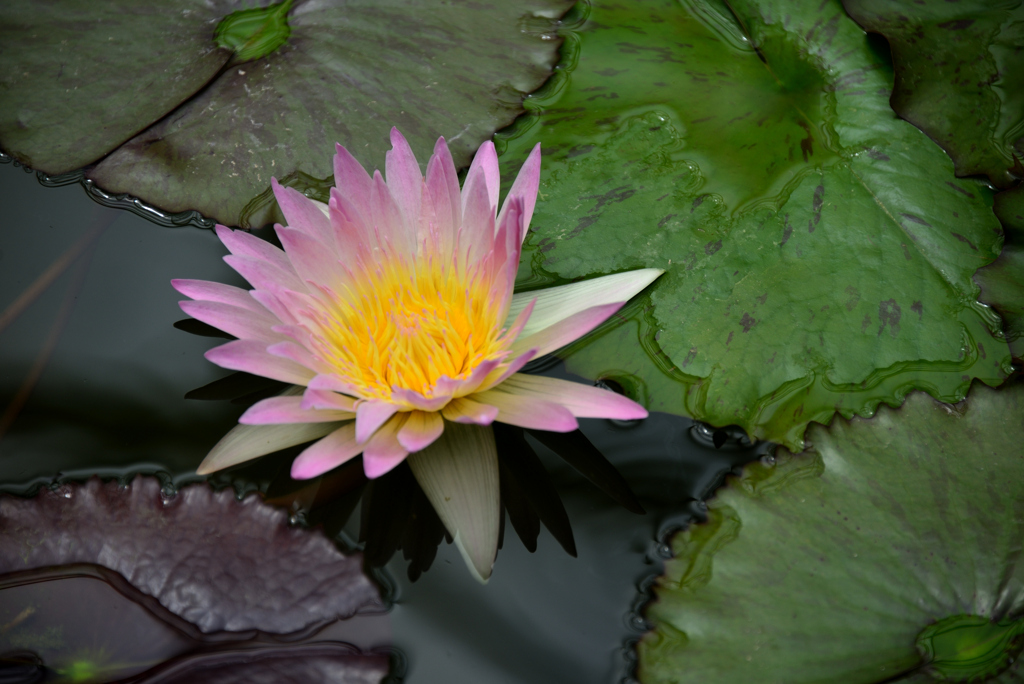 神代植物公園