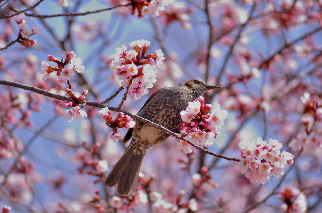 桜の蜜を吸いに来たヒヨドリ