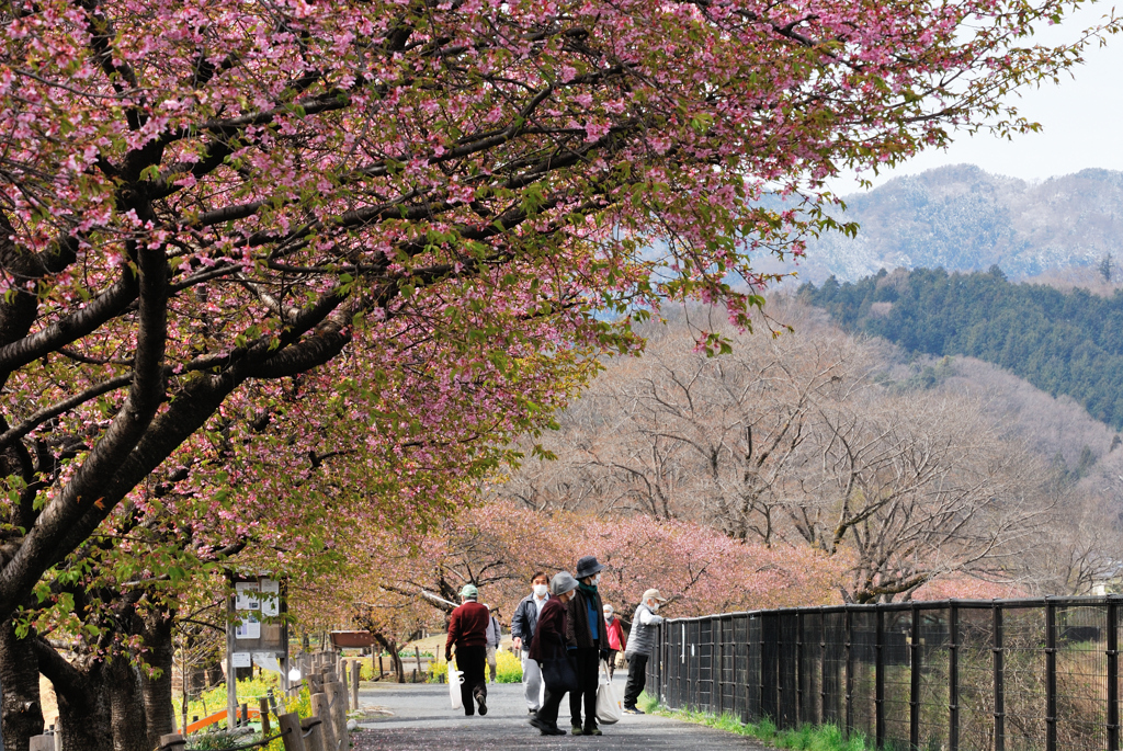 葉桜