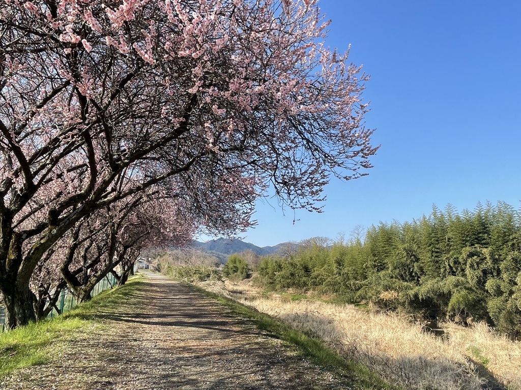 浅川の春