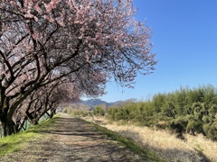 浅川の春