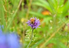 矢車菊とミツバチ