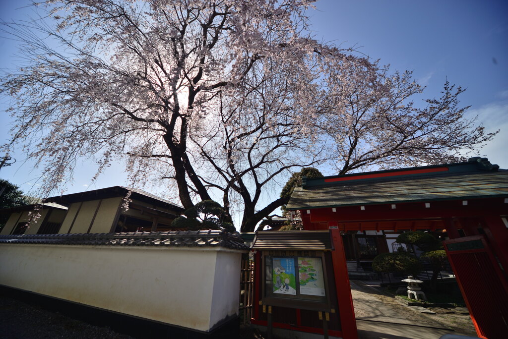 山門と桜