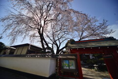 山門と桜