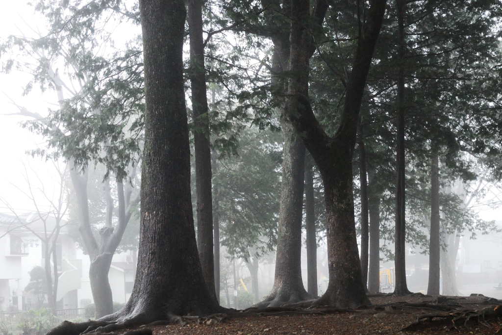朝霧の公園