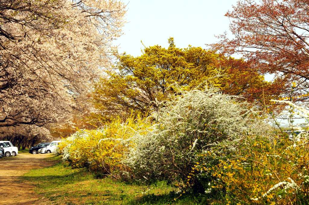 八王子滝山城址公園の桜
