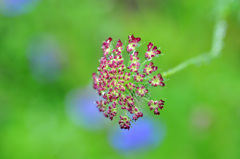 庭のブラックレースフラワー