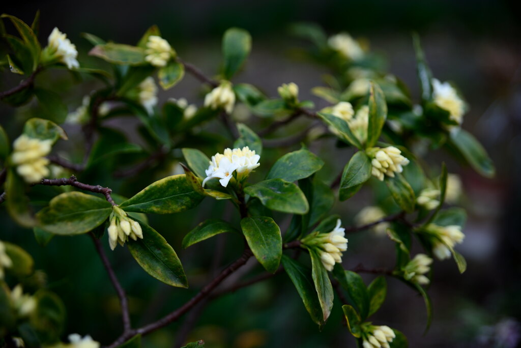 白の沈丁花 By くんちゃん Id 写真共有サイト Photohito