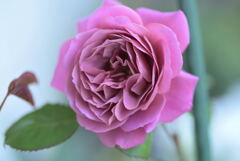 和薔薇　あおい