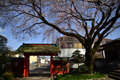 山門と桜