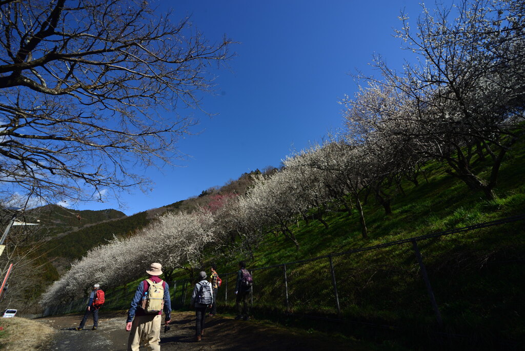 高尾梅林