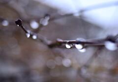 雨垂れと紅しだれもみじ