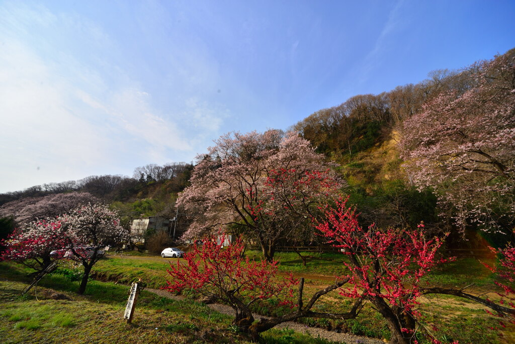 里山の春