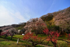 里山の春