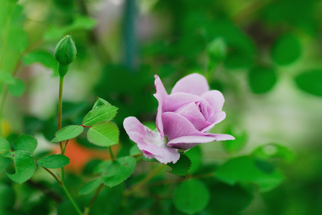 晴れ間　薔薇