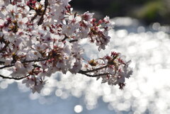 浅川の桜