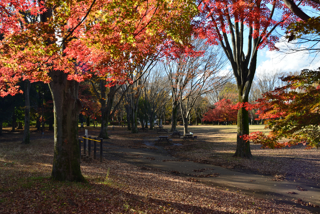紅葉の神代植物公園