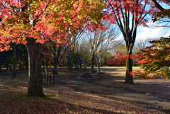 紅葉の神代植物公園