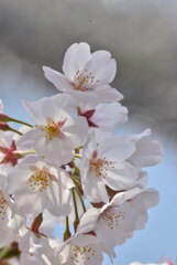 浅川の桜