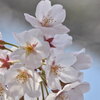 浅川の桜